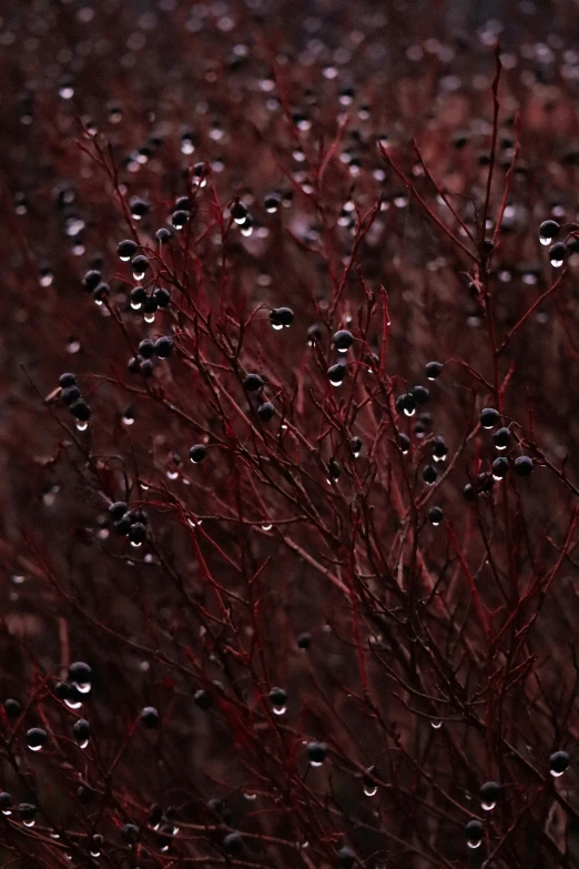 water droplets on red bush with large nches