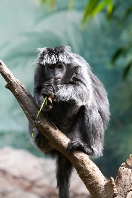 a monkey sits in a tree and eats some leaves