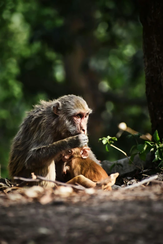 a baboon and its baby sit under a tree