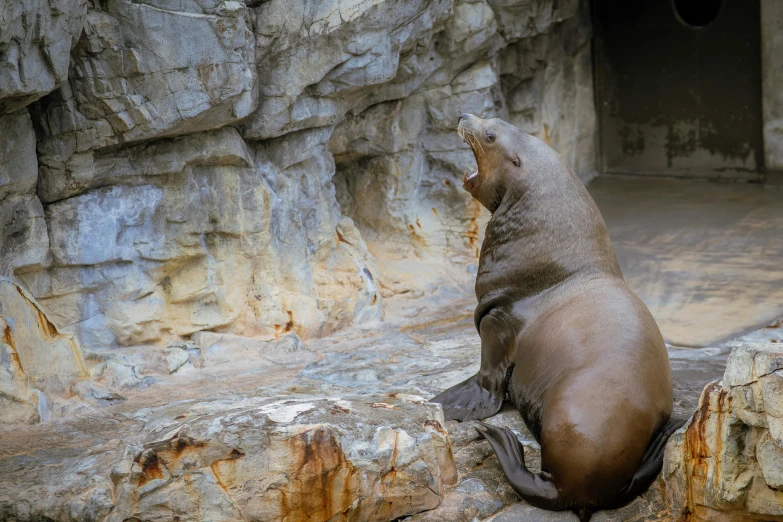 a sea lion is sitting on top of a large rock