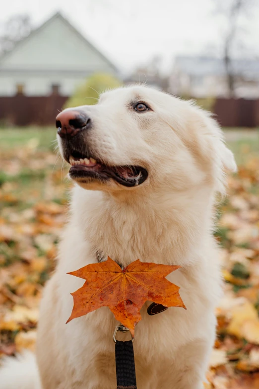 a dog sitting on the ground holding an orange fall leaf