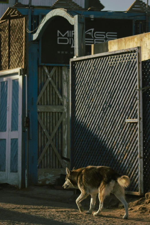 a dog is standing in the sun in front of a gate