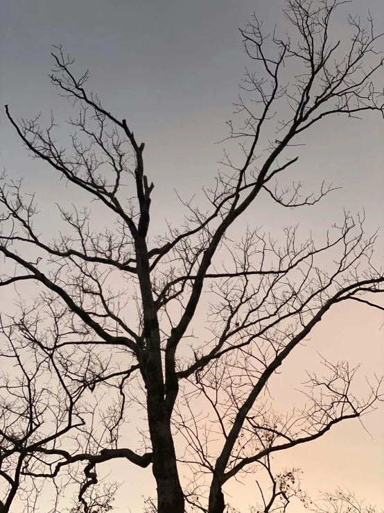 a tree with no leaves and no leaves in the background