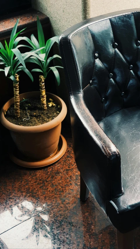 a black leather chair and potted plant on the counter