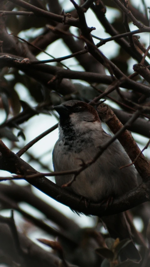 bird is perched in a tree nch, looking at soing