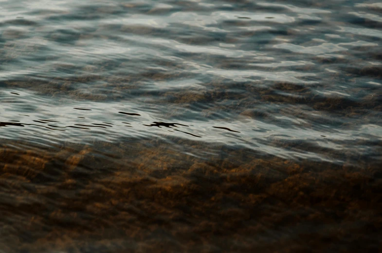 a blurry po of a bird flying over a body of water