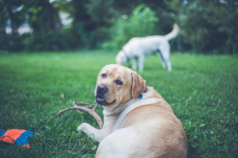 a brown dog laying in the grass next to a white dog