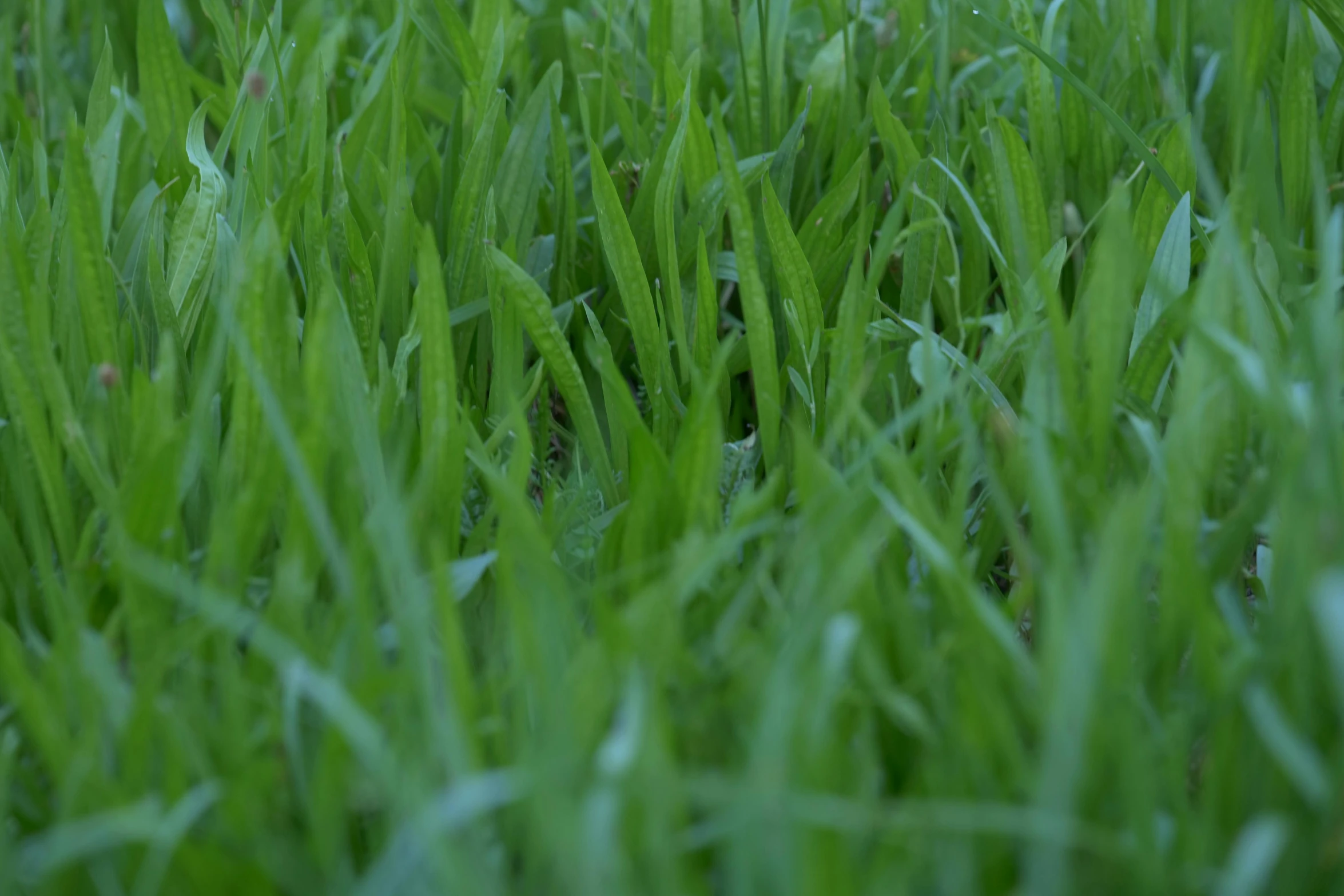 closeup of some grass with little drops of rain on it