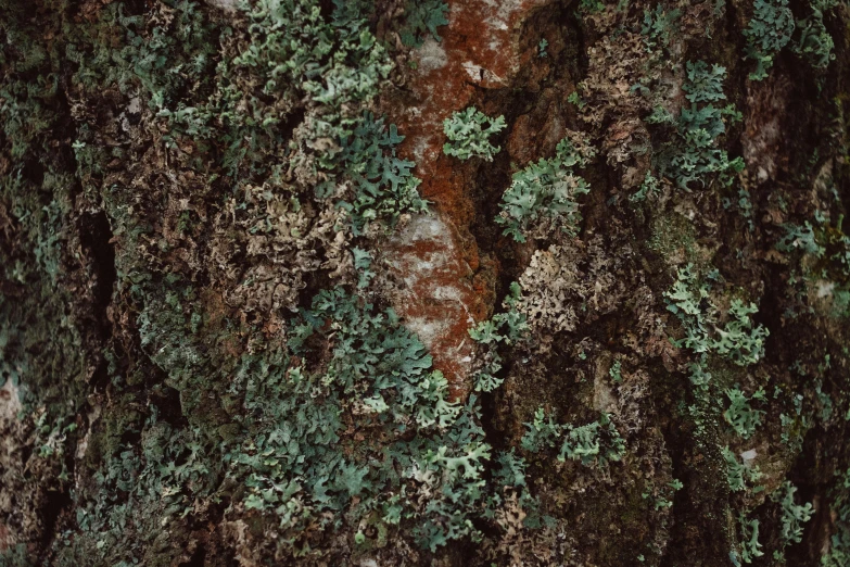 green plants growing on and up a tree