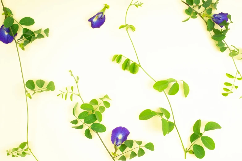 three flowers that are hanging from the side of a wall