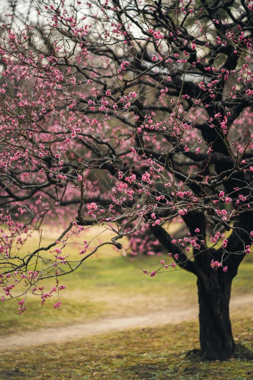 pink flowers growing on the nches of a tree