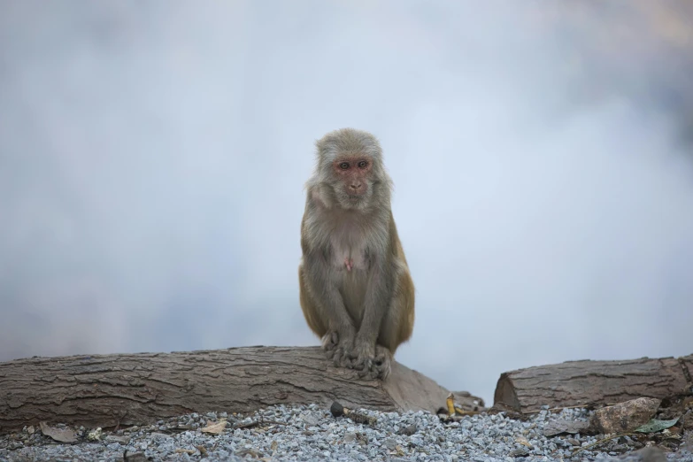 a monkey sits on top of some logs