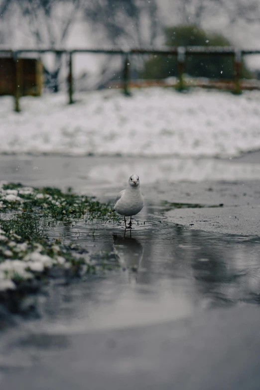 small white bird standing in the middle of a dle of water