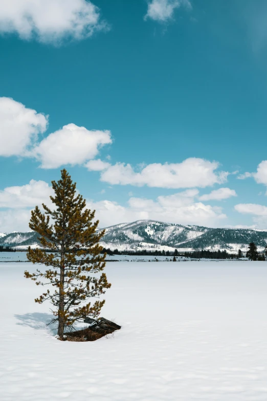 a lone tree in the middle of snowy field