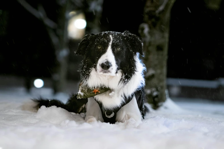 a dog plays with a stick on a snowy night