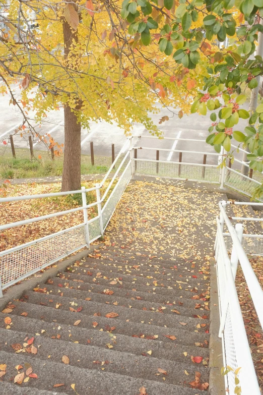 a stairway is lit by a tree and fall foliage