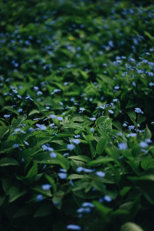 a field of blue flowers and green leaves