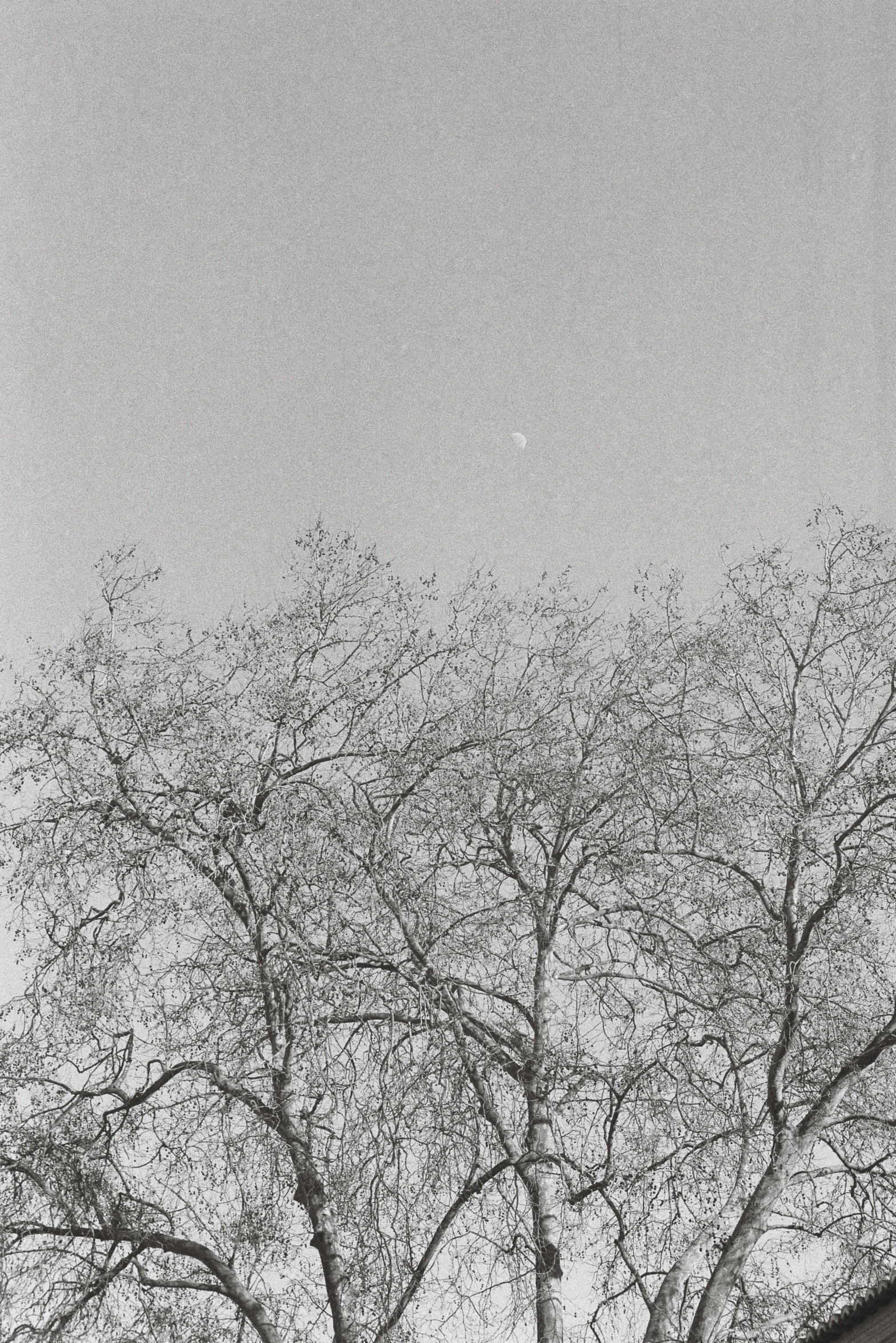 tree in front of building with roof in black and white