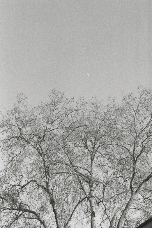 tree in front of building with roof in black and white