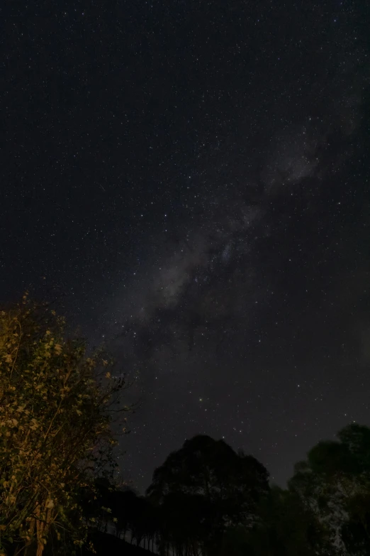 the sky filled with lots of stars and a lot of trees