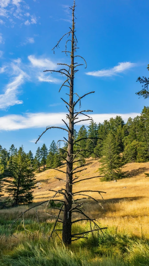 a tall tree that has been burnt and has no leaves