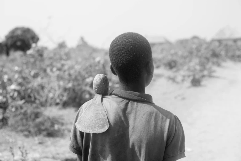 black and white pograph of  watching elephants