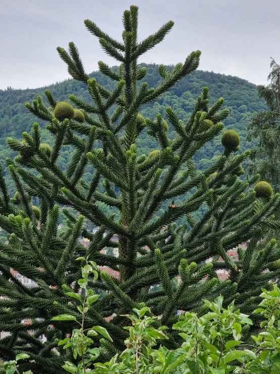 a tree with a lot of green leaves around it