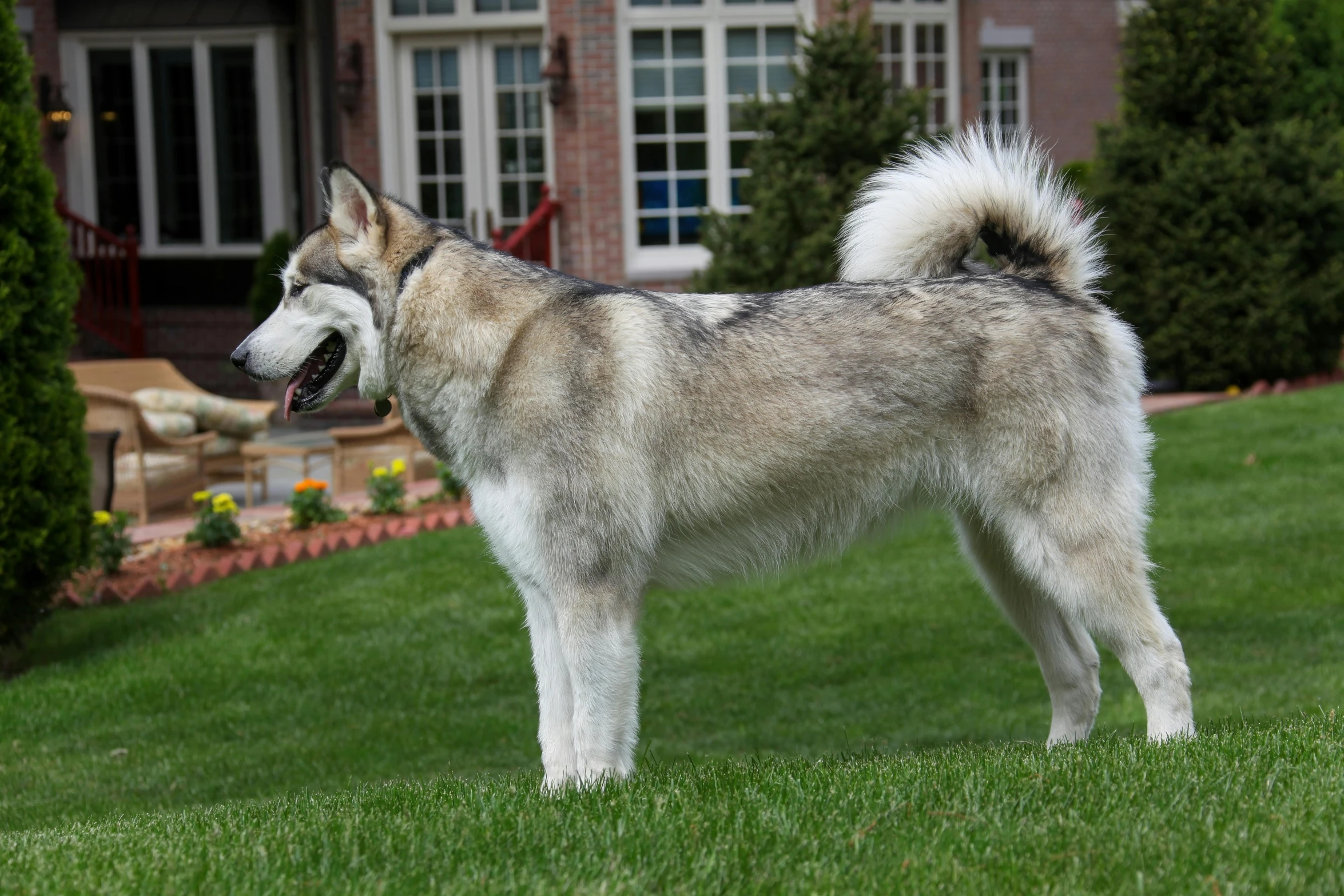 a very big furry dog standing outside on grass