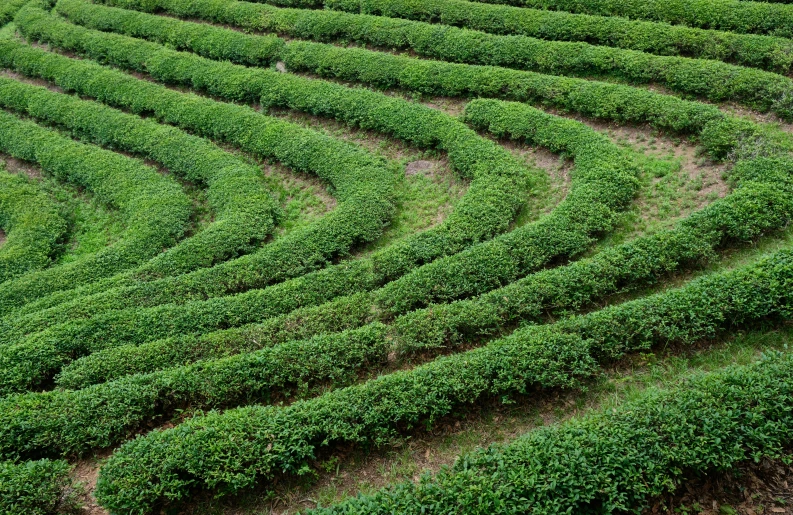 the rows of plants are growing in the field