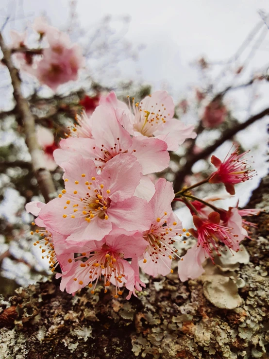 a cluster of pink flowers on a tree