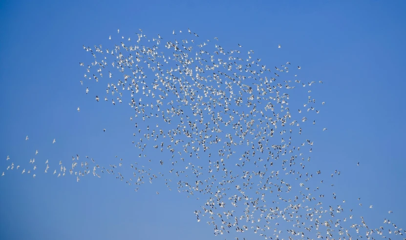 the bird are in formation with their wings spread high in the air