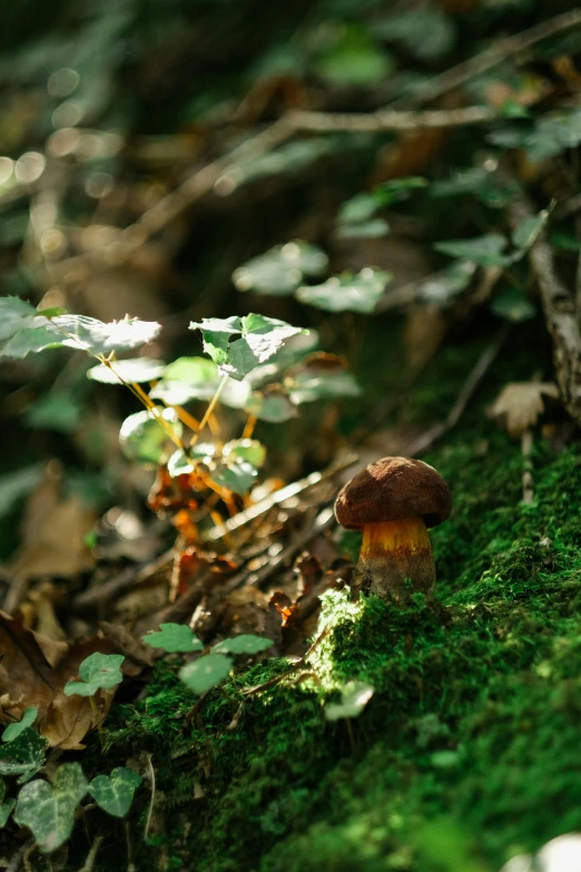 a mushroom is growing on a mossy surface