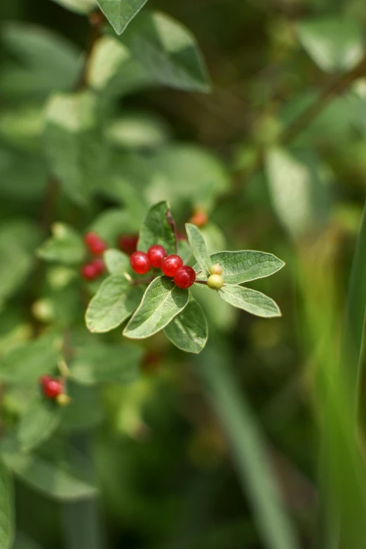 a bush with berries on it next to a tree