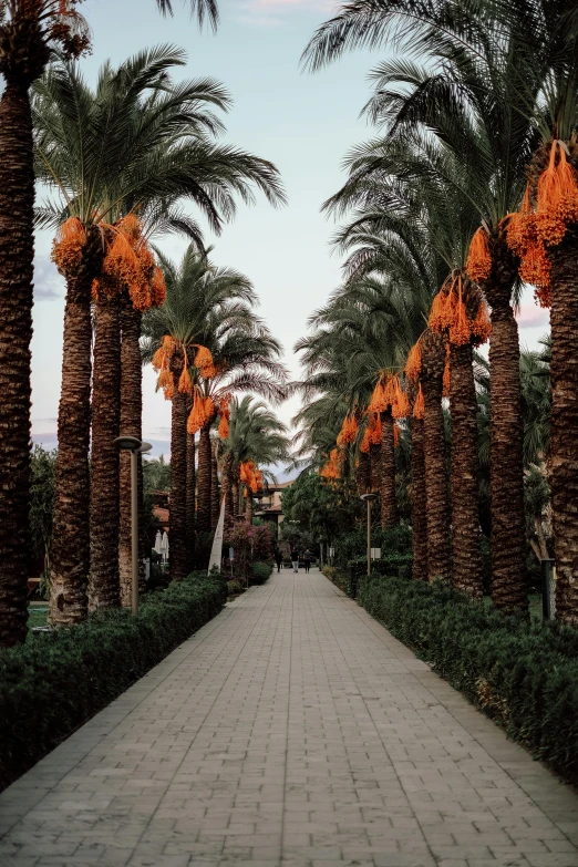 there is a sidewalk with orange flowers in palm trees