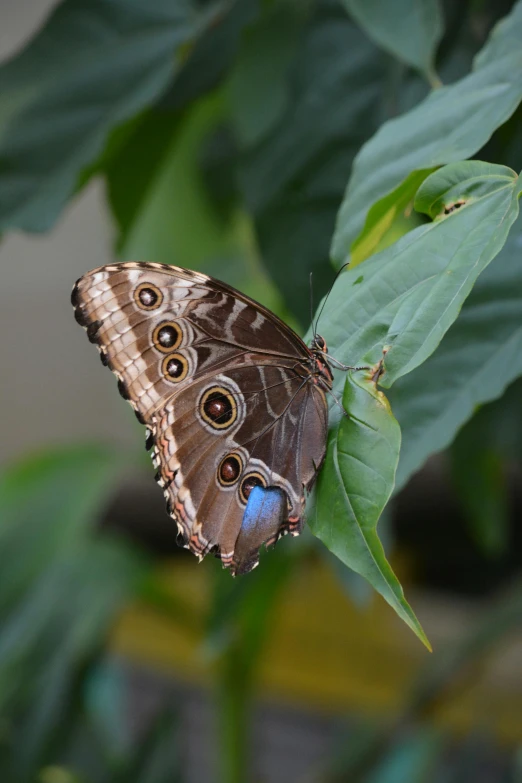 a close up of a erfly on a green leaf