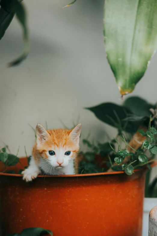 a small kitten sits in a potted plant next to another cat