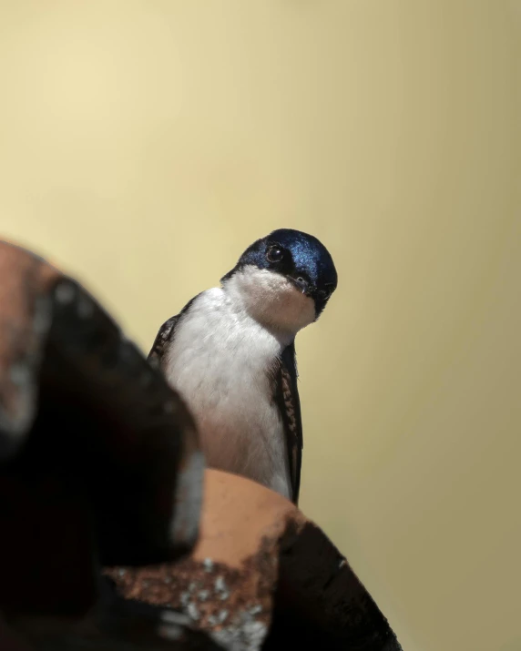 a small bird sitting on top of a stone