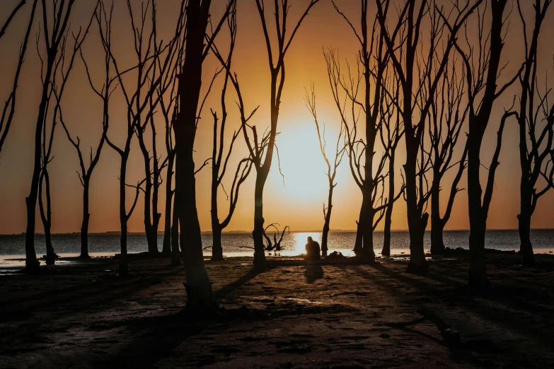 a picture of the sun behind some trees on the beach