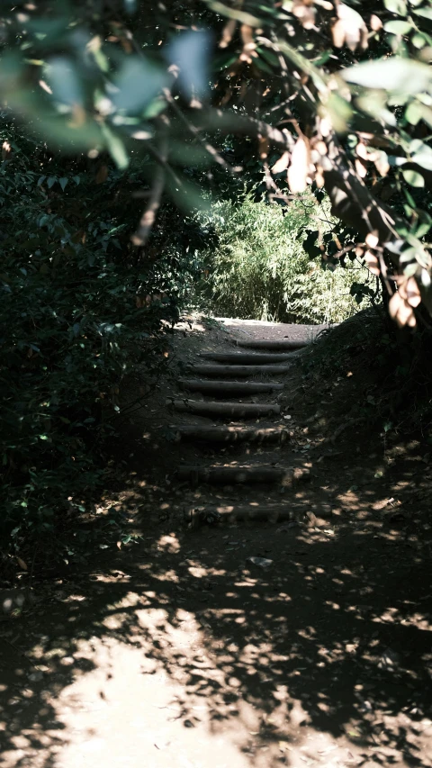 a path leads through some trees in the park