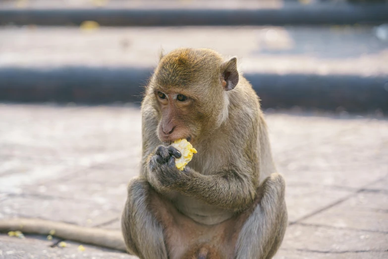 a monkey eating soing and standing up