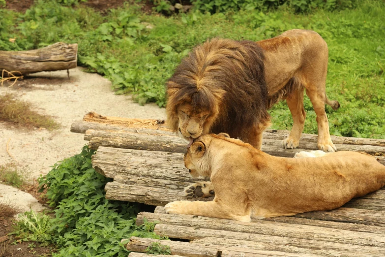 lioness standing over cubs lying on fallen logs