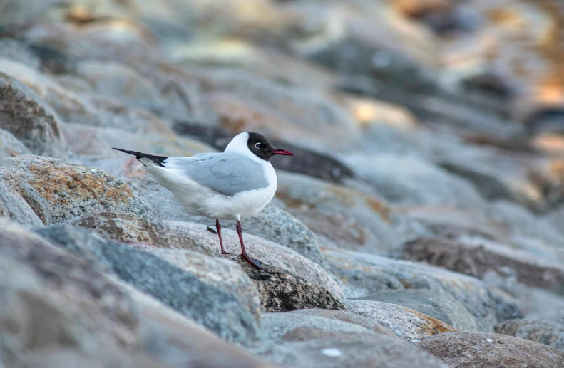 a black and white bird standing on a rocky field