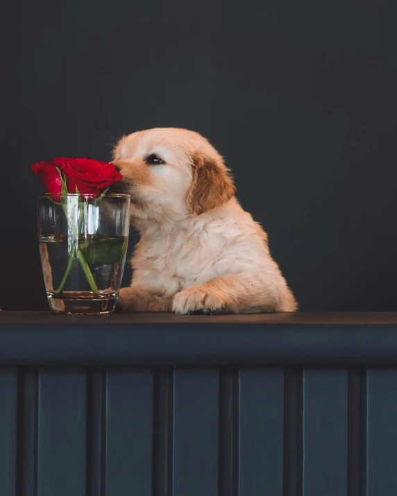 there is a puppy sitting on a table next to a glass