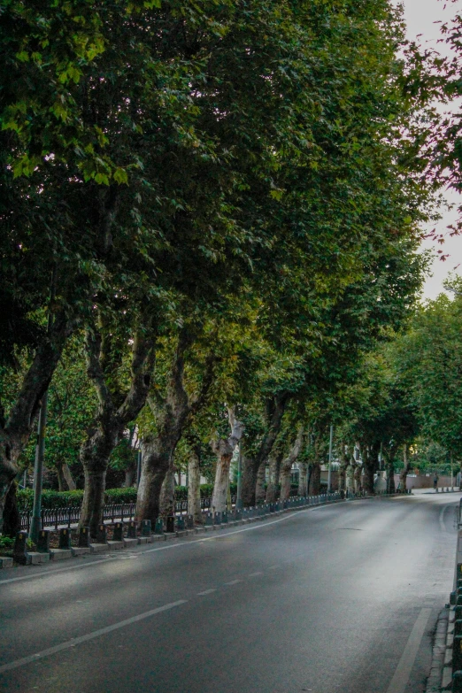 the empty street has rows of trees along side it