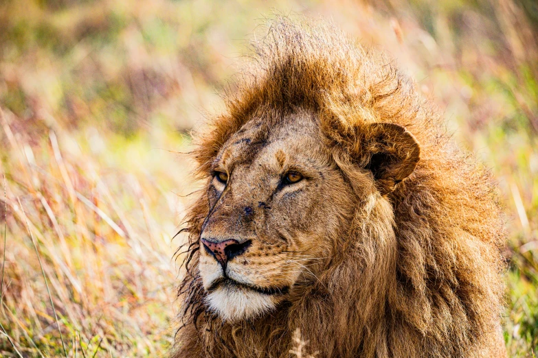 a large lion laying down in a grassy field