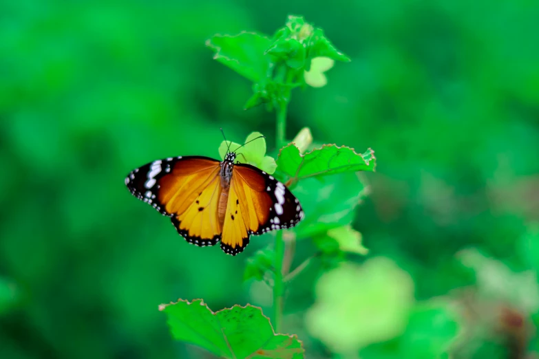 a erfly sitting on top of a leafy green plant