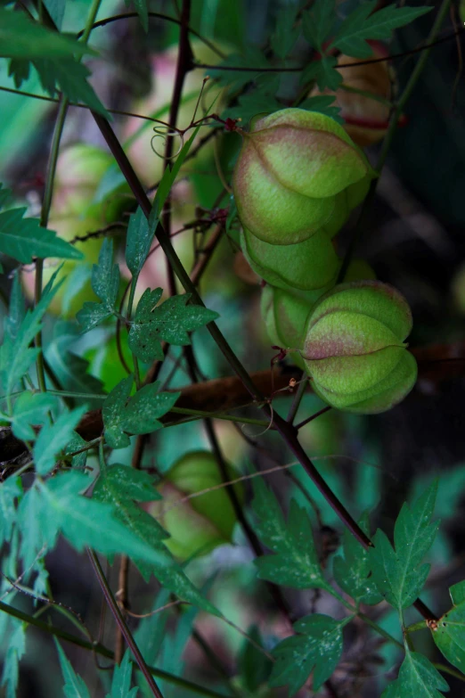 a closeup of two green fruit plants