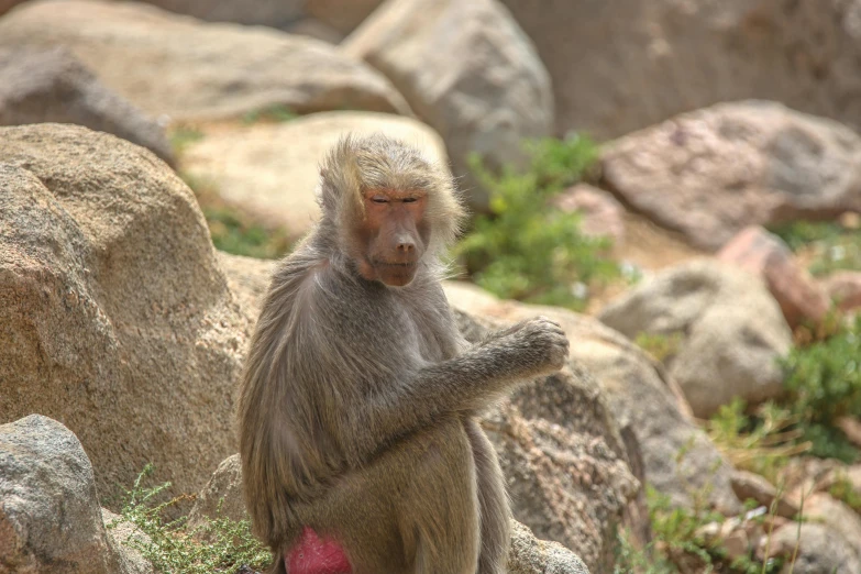 monkey on rock looking around with one hand out and eyes closed