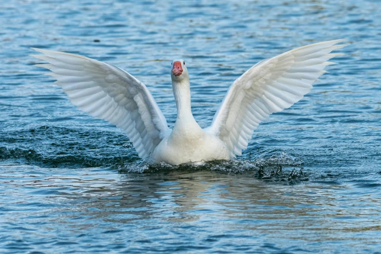 a white swan flaps his wings on a blue body of water