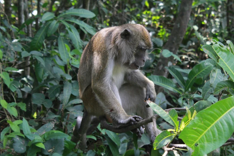 a monkey with a knife stuck in its mouth